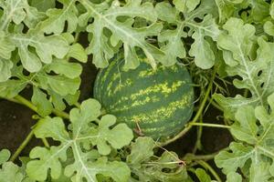 Ripe watermelon on melon field among green leaves. Watermelon growing in the garden in the village. The cultivation of melons fields is a crop in the garden. photo