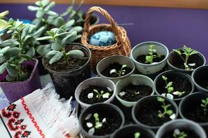 plántulas de flores en el plastico ollas. preparar para primavera plantando temporada en jardín. foto