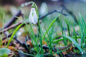 Galanthus, snowdrop three flowers against the background of trees. photo