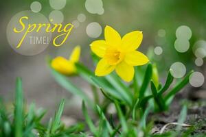 Text Spring Time. Yellow flowers of daffodils, Narcissus, narcissus and jonquil in garden against backdrop of green grass. photo