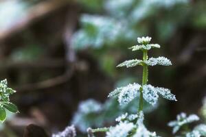 Leaves of grass, gallium cleaver covered with frost in late autumn. Ice crystals on green grass close up. photo