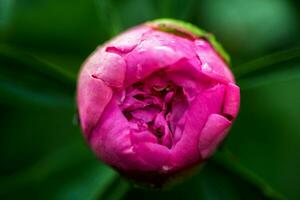 Risen bud pink peony photo