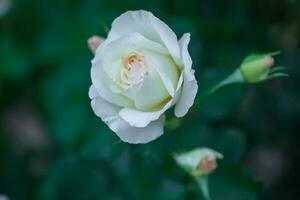 Fully open white rose with green petals in garden on flower bed. Blooming beautiful rose on background of green leaves of garden photo