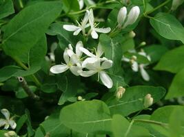 White Honeysuckle Flower with bright yellow, pollen-covered anth photo