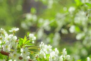 blanco flores Cereza árbol. flores Cereza árbol floreció. miel y medicinal plantas Ucrania. floración Fruta arboles foto