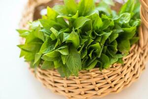 spring in the wild Mercurialis perennis, dog's mercury poisonous collected by an herbalist to prepare an emetic, ophthalmic and purgative elixir. used externally to treat menstrual pain, ear, and eye problems, warts, and sores photo