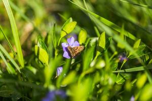 enfermo antiguo mariposa con raído ala recoge néctar y polen desde púrpura vinca flor. foto