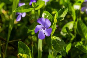 Purple Vinca, periwinkle flower. Natural background with spring flower. Periwinkle after the rain close-up. photo