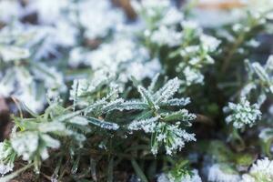 leaves of plants covered with ice crystals. Frost on ground. First frosts. Cold season. Fall cold. photo