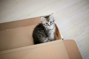 small kitten in an open cardboard box. Postal Service. Sending goods to animals. photo