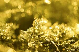 Drops of dew on juniper. Green juniper branches in the spring su photo