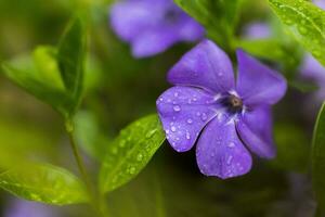 Purple Vinca, periwinkle flower. Natural background with spring flower. Periwinkle after the rain close-up. photo