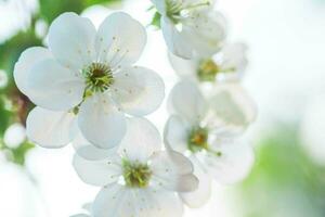 White with pink flowers of the cherry blossoms on a spring day in the park photo