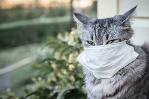 cat in face medical mask on outdoor during coronavirus quarantine. animal of viral disease. Sick animal during pandemic. photo