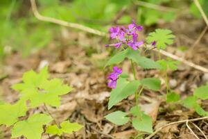 Lunaria, honesty, dollar plant, money-in-both-pockets, money plant, moneywort, moonwort, and silver dollar a flower with translucent fruits in the form of coins. Pink perennial flower. Natural herbs in flowerbeds and meadows photo