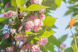 rosado Cereza flores en contra el azul cielo. cierne sakura, natural plantas japonés cereza, prunus serrulata. en primavera. primavera frontera o antecedentes Arte con rosado florecer foto