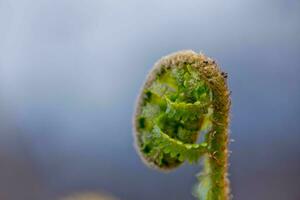 tree fern unrolling a new frond. Blossoming fern true leaves megaphylls close-up. Curl at the end of the fern leaf. photo