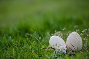 Two white Easter eggs with a branch of apricot in green grass. Easter background. Search for eggs at Easter. photo