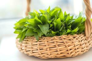 spring in the wild Mercurialis perennis, dog's mercury poisonous collected by an herbalist to prepare an emetic, ophthalmic and purgative elixir. used externally to treat menstrual pain, ear, and eye problems, warts, and sores photo