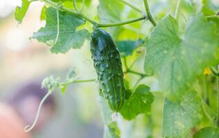 One green ripe cucumber on a bush among the leaves. Cucumber on the background of the garden. photo