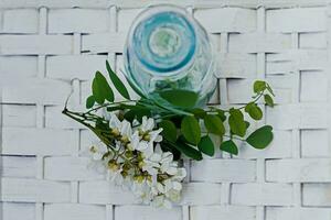 bunch of white flowers acacia near bottle of medicine. Collection of herbs in season. Branches of black locust, Robinia pseudoacacia, false acacia. Medicines from medicinal plants. photo