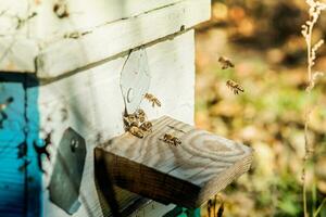 desde Colmena abejas de entrada arrastrarse afuera. abeja colonia guardias en azul colmena desde saqueo gotas de miel. foto
