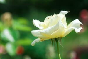 Fully open white rose with green petals in garden on flower bed. Blooming beautiful rose not fully blossomed with bud. photo