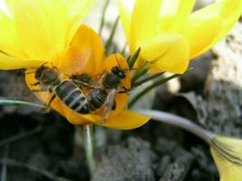 un abeja recoge néctar desde blanco jacinto foto