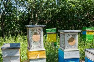 drones fly honey bee artificial insemination. Drone Rearing. photo
