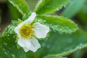 Beautiful white strawberry flower with raindrops in the garden. The first crop of strawberries in the early summer. Natural background. photo