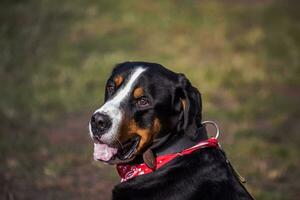 lucky Bernese Berner Sennenhund Big dog on green field. Portrait of large domestic dog. A beautiful animal with a bandana on neck. photo