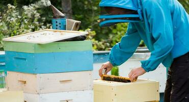 beekeeper returns frame to hive. uniting bee family and puts frame with queen cells in apiary. Beekeeping. photo