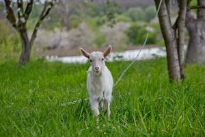 A small white goat on a green lawn. photo