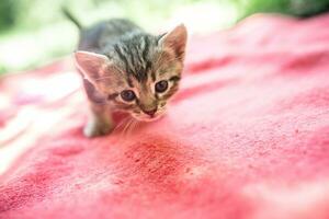 Scared little tabby cat walking on red blanket on sunny day photo