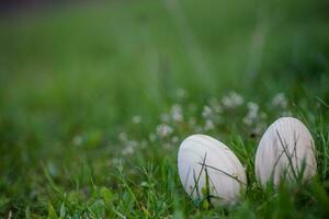 Two white Easter eggs with a branch of apricot in green grass. Easter background. Search for eggs at Easter. photo