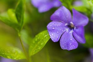 Purple Vinca, periwinkle flower. Natural background with spring flower. Periwinkle after the rain close-up. photo