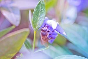 bee collects nectar from wilted blue flower Vinca, periwinkle photo