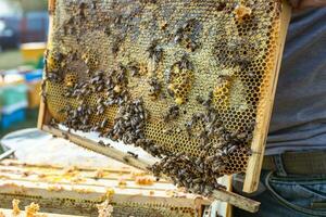 Frames of a bee hive. Beekeeper harvesting honey. Beekeeper Inspecting Bee Hive photo