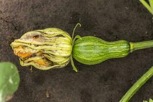 A small green unripe Cucurbita pepo with a flower that has not fallen away among the bushes in the garden surrounded by leaves. Green not ripe pumpkin in the garden. Ecological farming. Pure product sprouted on the site. photo