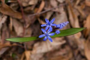 Blue Scilla in a clearing in the forest close up. Two loose flow photo