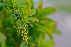 rama de europeo bérbero berberis vulgaris con flores en primavera. Fruta árbol con joven frutas foto