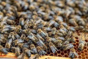 Drones on a wax frame surrounded by bee colonies. Beekeeping. Growing drones to select sperm. Artificial insemination of the queen bee with sperm of donor's drone. photo