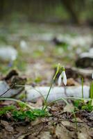 Galanthus, snowdrop three flowers against the background of trees. photo