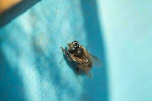 Bees at old hive entrance. Bees are returning from honey collection to blue hive. Bees are at entrance. Honey-bee colony guards hive from looting honeydew. bees return to beehive after the honeyflow. photo