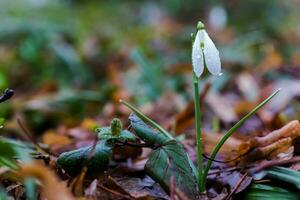 Rain drops on a snowdrop flower. Snowdrop after a shower. The fi photo