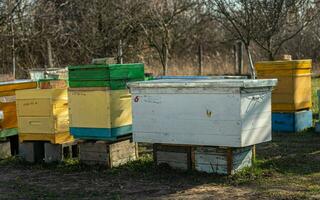 Hives from behind without flying. Colorful wooden and plastic hives against blue sky in summer. Apiary standing in yard on grass. Cold weather and bee sitting in hive. photo