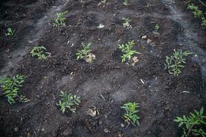 Transplanting in the open ground. Prepared the tomato seedlings are planted in prepared soil to the hole. Burnt white leaves of young tomatoes. photo