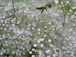 white flowers Gypsophila paniculata baby's breath, common gypsophila, panicled baby's-breath close-up against the background of the earth view from above. Medicinal plants of Europe in July. photo