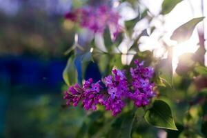 flores lilas. un hermoso ramo de primer plano lila. floración lila. flor de arbusto lila. flores lilas en el jardín. foto
