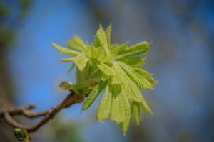Many young fresh leaves of horse chestnut on a branch. photo